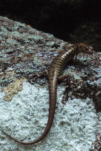 Rainforest Water Skink (Concinnia tigrinus)