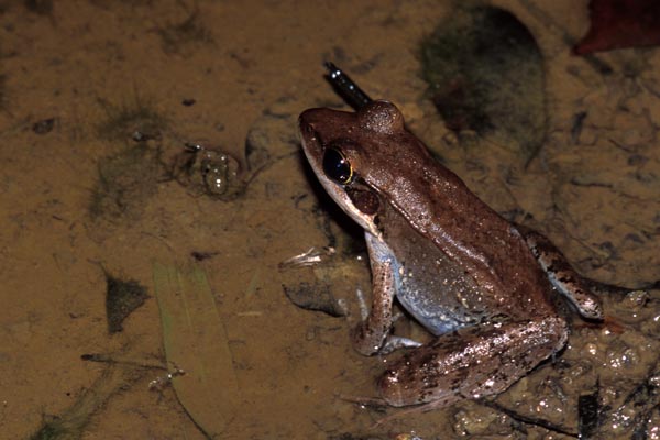 Wood Frog (Hylarana daemeli)