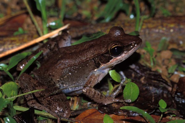 Wood Frog (Hylarana daemeli)