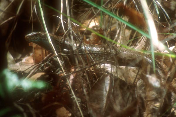 Major Skink (Bellatorias frerei)