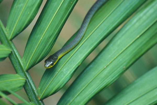 green tree snake outline