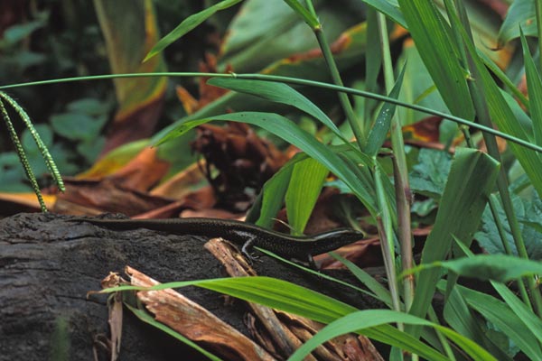 Eastern Water Skink (Eulamprus quoyii)