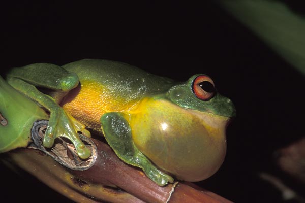 Red-eyed Treefrog (Ranoidea chloris)