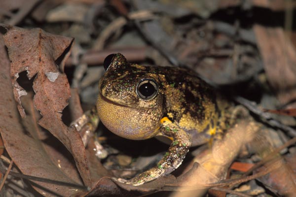 Emerald-spotted Treefrog (Litoria peronii)