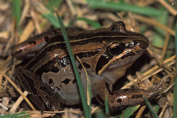 Striped Marsh Frog (Limnodynastes peronii)