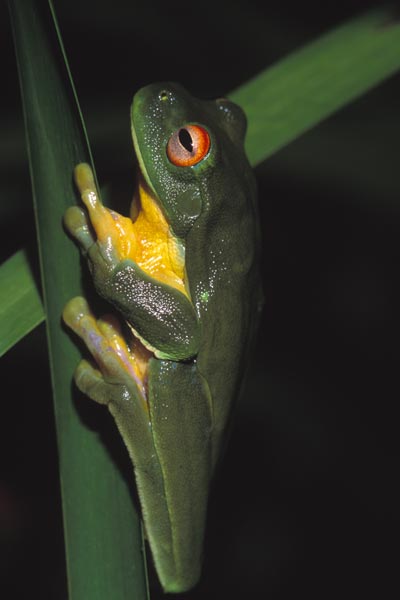 Red-eyed Treefrog (Ranoidea chloris)