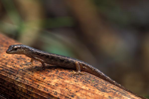 Challenger’s Shade Skink (Saproscincus challengeri)