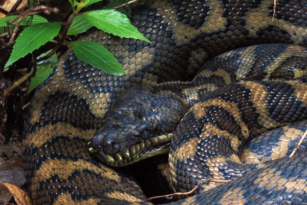 Eastern Carpet Python (Morelia spilota mcdowelli)