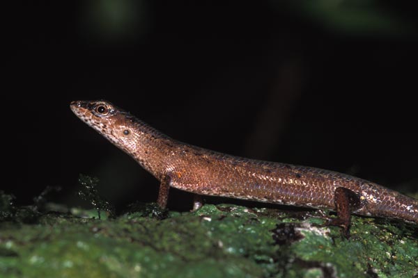 Challenger’s Shade Skink (Saproscincus challengeri)