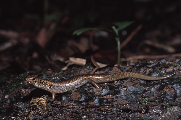 Blue-speckled Forest Skink (Silvascincus murrayi)