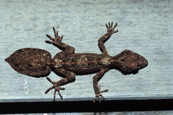 Southern Leaf-tailed Gecko (Saltuarius swaini)