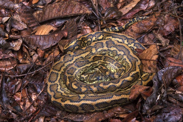 Eastern Carpet Python (Morelia spilota mcdowelli)