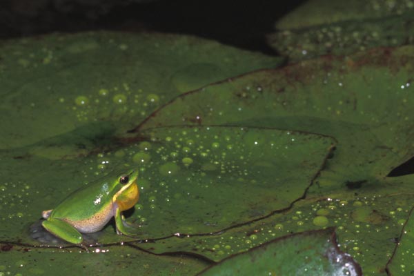 Eastern Dwarf Treefrog (Litoria fallax)