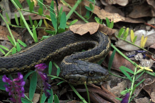 Sierra Gartersnake (Thamnophis couchii)