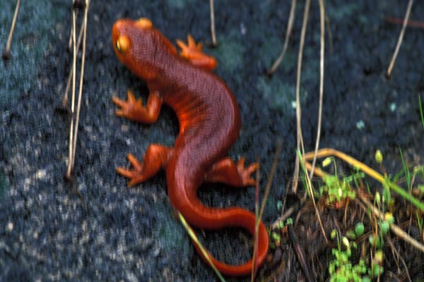 Sierra Newt (Taricha sierrae)