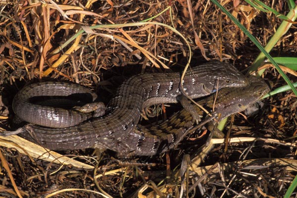 Woodland Alligator Lizard (Elgaria multicarinata webbii)