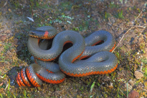 Monterey Ring-necked Snake (Diadophis punctatus vandenburghi)