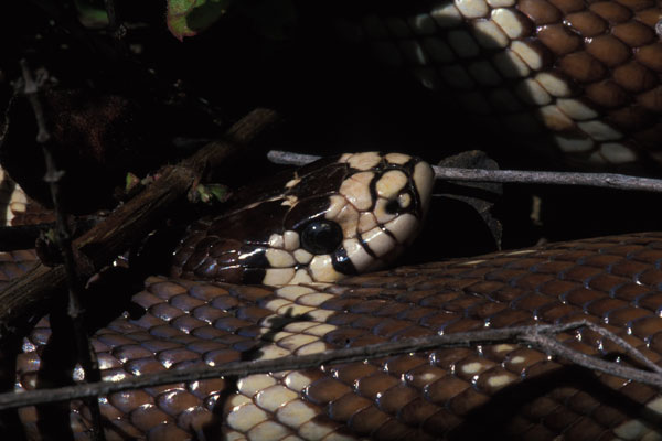 California Kingsnake (Lampropeltis californiae)