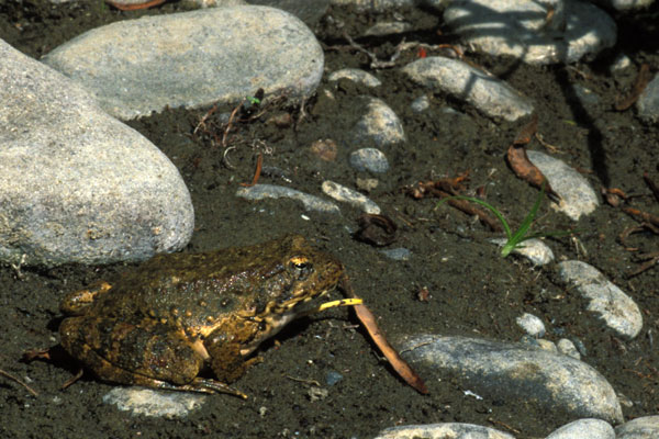 Foothill Yellow-legged Frog (Rana boylii)