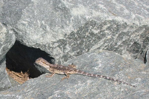 Eastern Bearded Dragon (Pogona barbata)