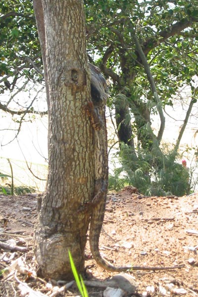 Eastern Bearded Dragon (Pogona barbata)