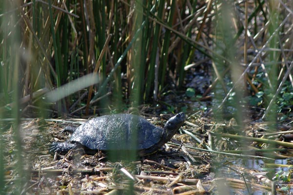 Red-eared Slider (Trachemys scripta elegans)