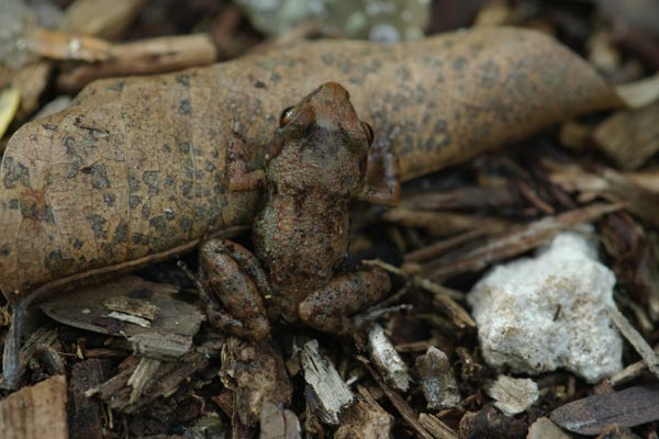 Greenhouse Frog (Eleutherodactylus planirostris)