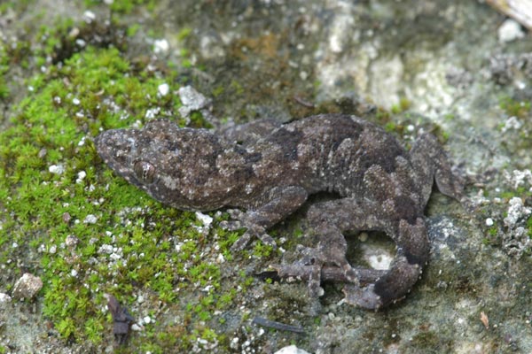 Tropical House Gecko (Hemidactylus mabouia)