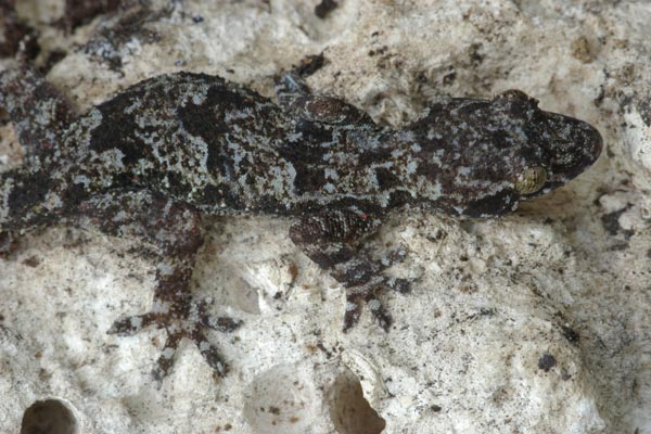 Tropical House Gecko (Hemidactylus mabouia)