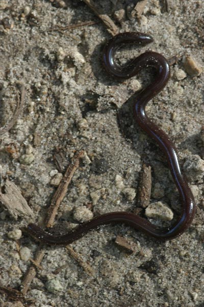 Brahminy Blindsnake (Indotyphlops braminus)