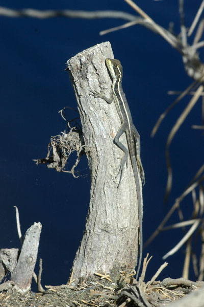 Brown Basilisk (Basiliscus vittatus)