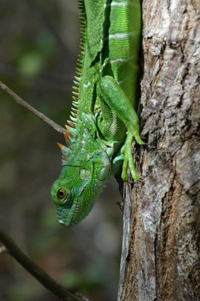 Green Iguana (Iguana iguana)