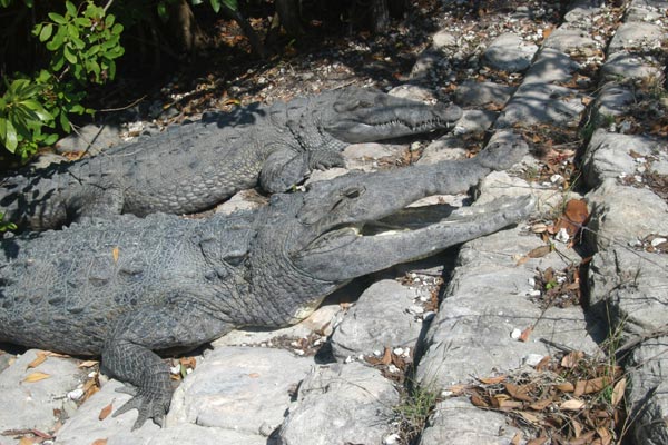  Miami-Dade County, Florida. American Crocodile (Crocodylus acutus)