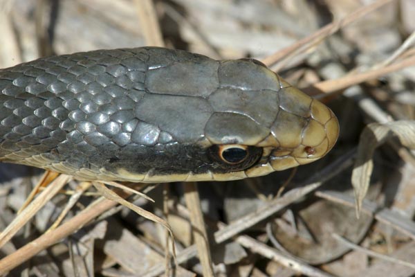 Everglades Racer (Coluber constrictor paludicola)