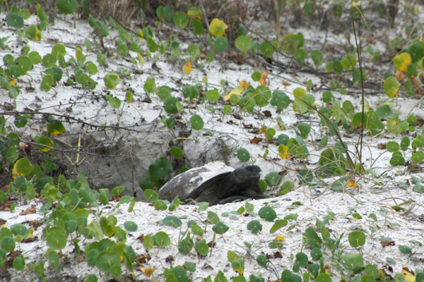 Gopher Tortoise (Gopherus polyphemus)