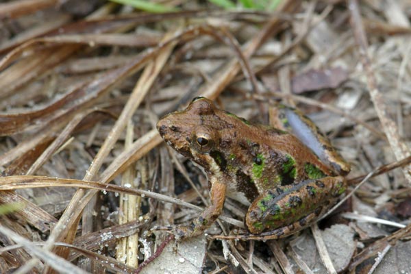 Southern Cricket Frog (Acris gryllus)