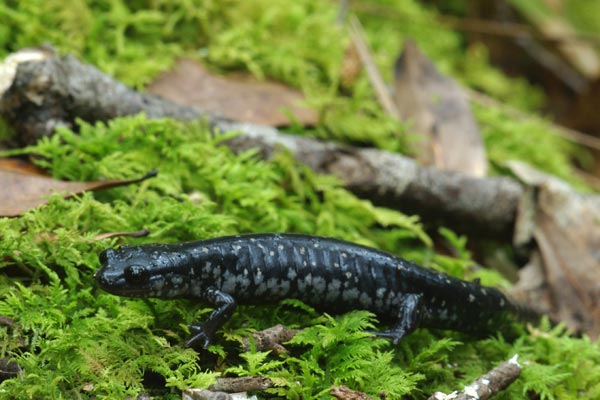 Southeastern Slimy Salamander (Plethodon grobmani)