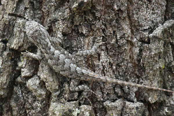 Eastern Fence Lizard (Sceloporus undulatus)