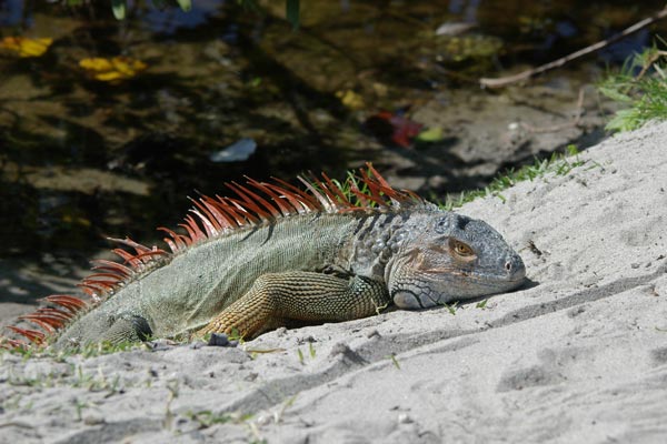 The old zoo grounds at Crandon Park also on Key Biscayne have an iguana 