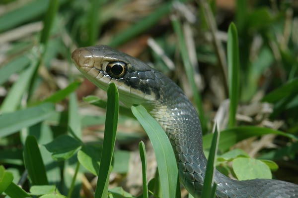 Everglades Racer (Coluber constrictor paludicola)