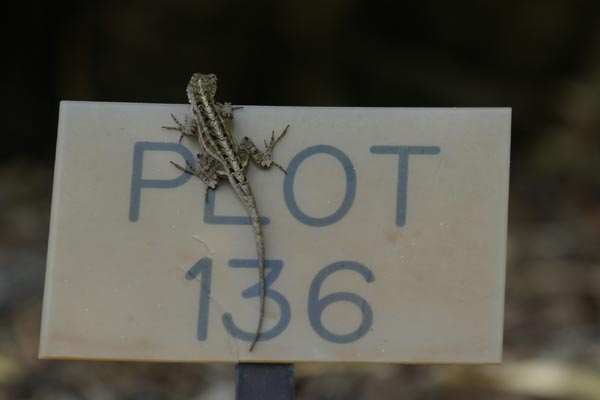 Cuban Brown Anole (Anolis sagrei sagrei)