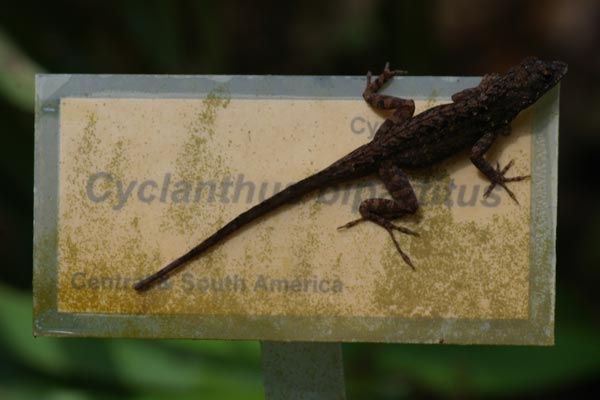 Cuban Brown Anole (Anolis sagrei sagrei)