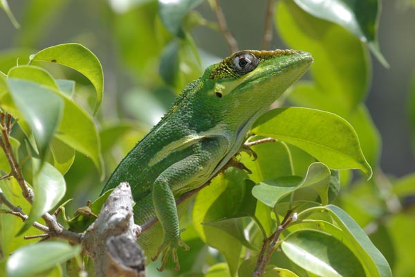 Western Knight Anole (Anolis equestris equestris)