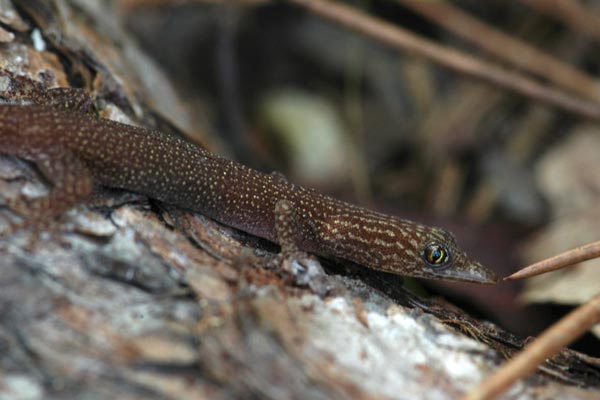 Cuban Ashy Gecko (Sphaerodactylus elegans elegans)