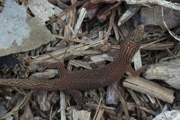 Cuban Ashy Gecko (Sphaerodactylus elegans elegans)