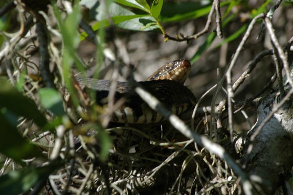 Florida Watersnake (Nerodia fasciata pictiventris)