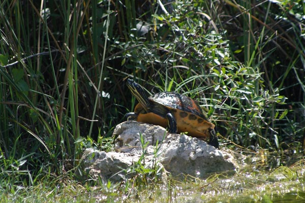 Florida Red-bellied Cooter (Pseudemys nelsoni)