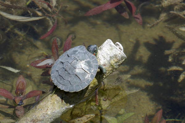 Red-eared Slider (Trachemys scripta elegans)