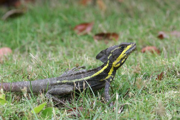 Brown Basilisk (Basiliscus vittatus)