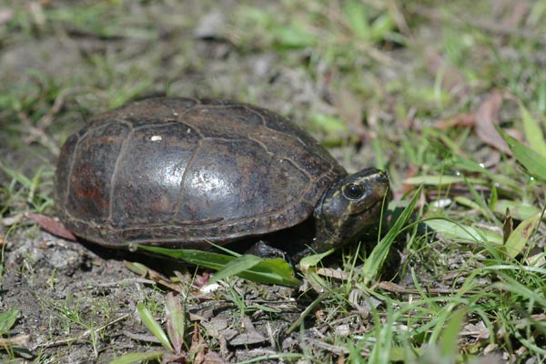 Striped Mud Turtle (Kinosternon baurii)